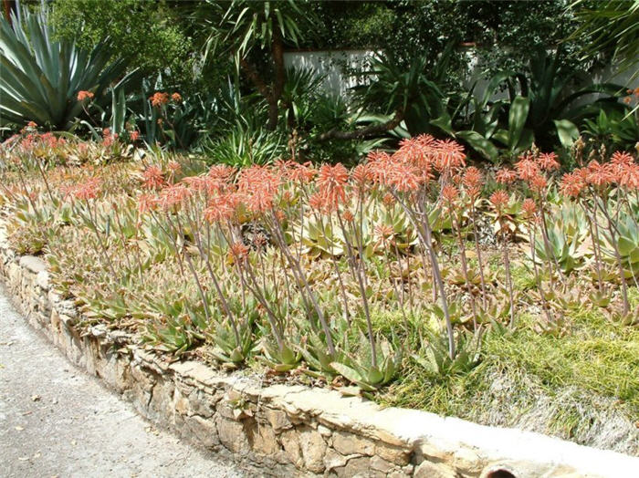 Plant photo of: Aloe maculata