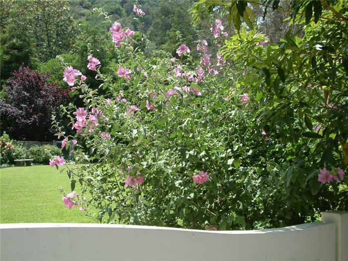 Plant photo of: Lavatera thuringiaca 'Rosea'