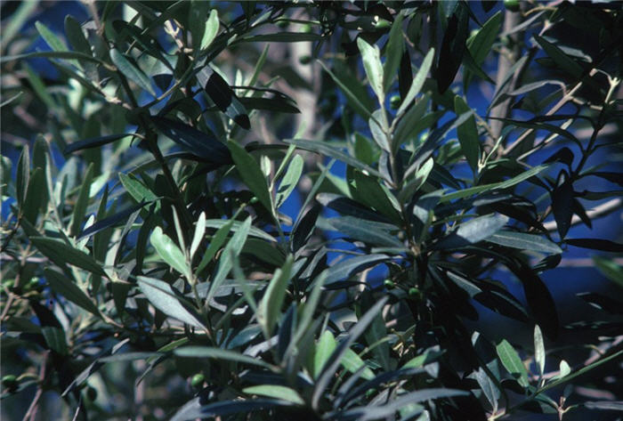 Plant photo of: Olea europaea