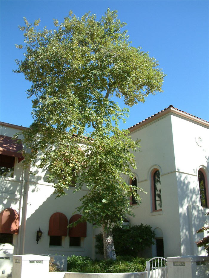 Plant photo of: Platanus racemosa