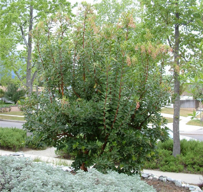 Plant photo of: Arbutus 'Marina'