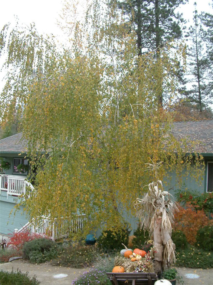 Plant photo of: Betula pendula