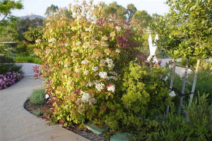 Plant photo of: Photinia X fraseri