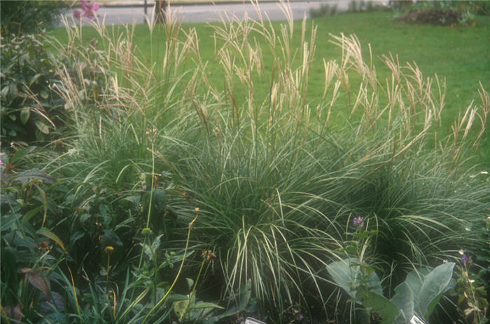 Plant photo of: Miscanthus sinensis 'Adagio'