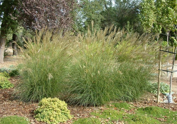 Plant photo of: Miscanthus sinensis 'Adagio'