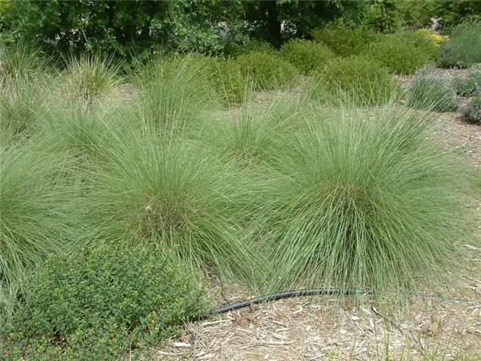 Plant photo of: Muhlenbergia capillaris