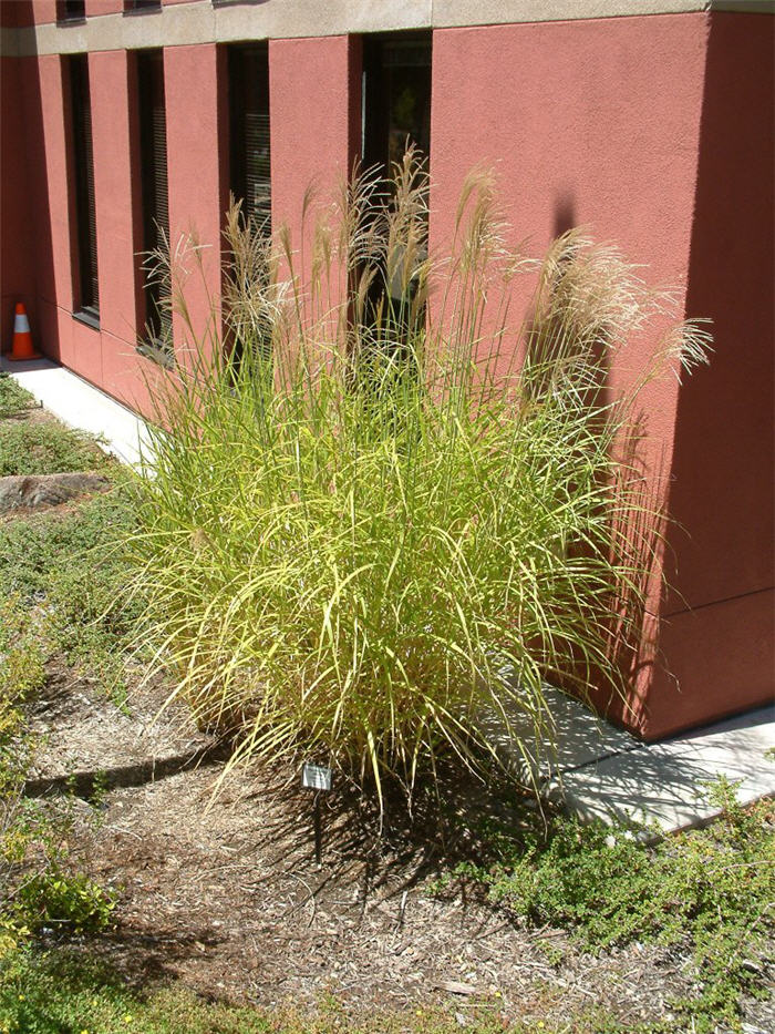 Plant photo of: Calamagrostis X acutiflora 'Karl Foerste