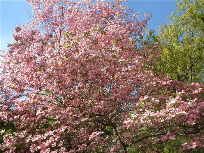 Plant photo of: Cornus florida 'Pink'