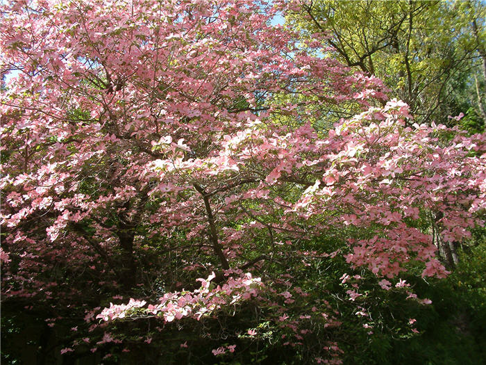 Plant photo of: Cornus florida 'Pink'