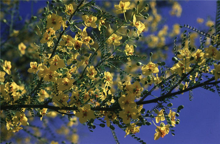 Plant photo of: Cercidium 'Desert  Museum'