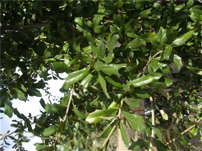 Plant photo of: Quercus virginiana