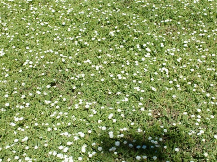 Plant photo of: Delosperma 'Alba'