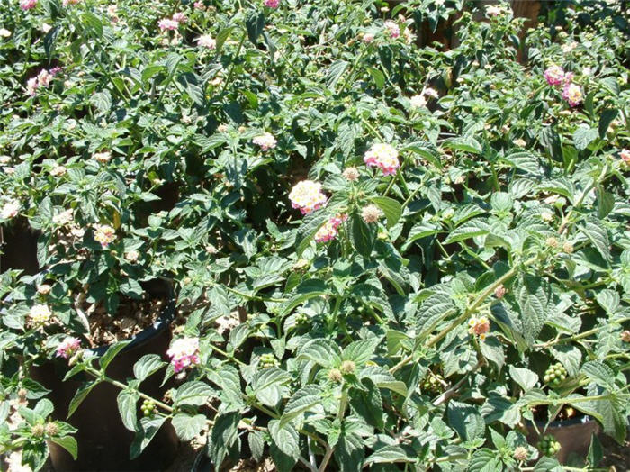 Plant photo of: Lantana 'Christine'