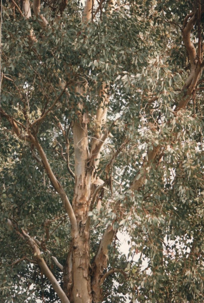 Plant photo of: Eucalyptus polyanthemos