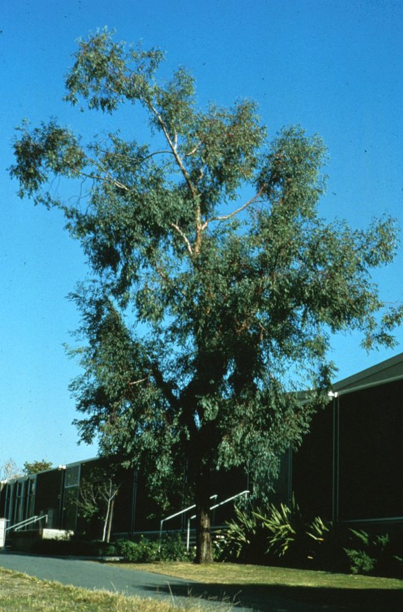 Plant photo of: Eucalyptus sideroxylon 'Rosea'