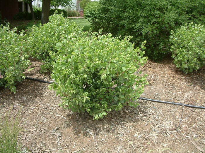 Plant photo of: Arctostaphylos manzanita 'Dr. Hurd'