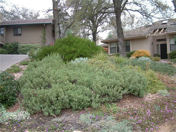 Plant photo of: Arctostaphylos 'Pacific Mist'