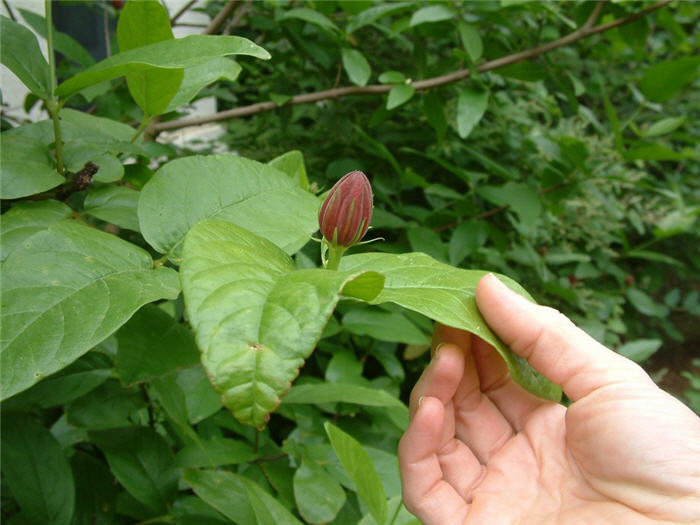 Plant photo of: Calycanthus occidentalis