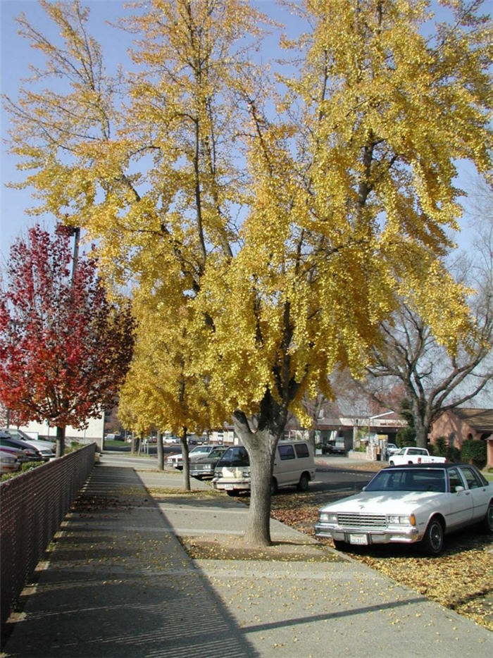 Plant photo of: Ginkgo biloba