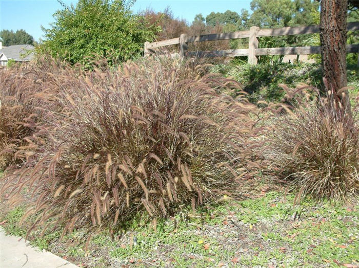 Plant photo of: Pennisetum 'Rubrum'