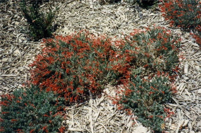 Plant photo of: Epilobium canum