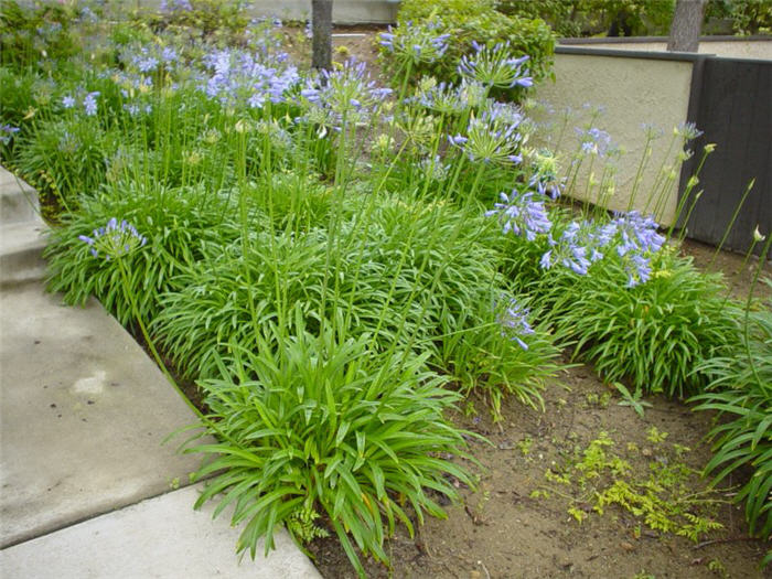 Plant photo of: Agapanthus praecox ssp.orientalis