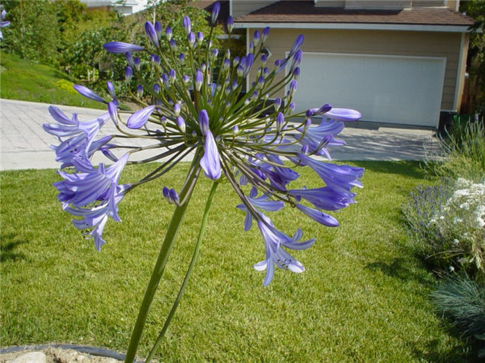 Plant photo of: Agapanthus 'Peter Pan'