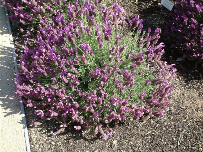 Plant photo of: Lavandula stoechas 'Otto Quasti'     '