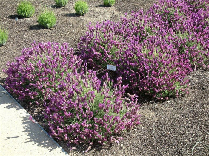 Plant photo of: Lavandula stoechas 'Otto Quasti'     '