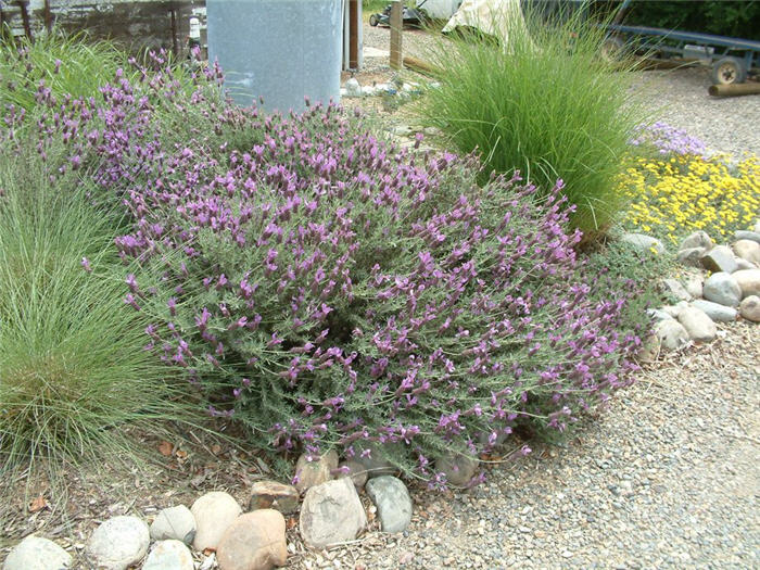 Plant photo of: Lavandula stoechas 'Otto Quasti'     '