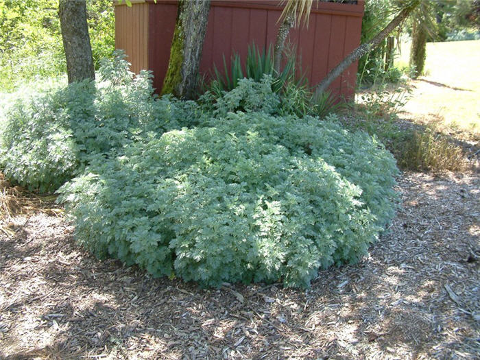 Plant photo of: Artemisia 'Powis Castle'