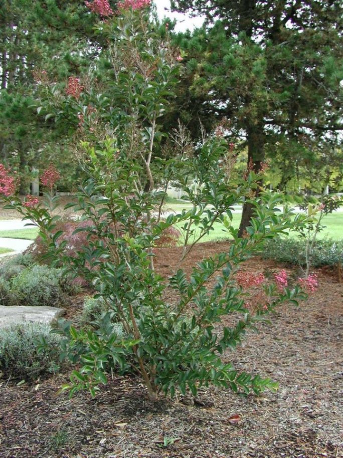 Plant photo of: Lagerstroemia indica