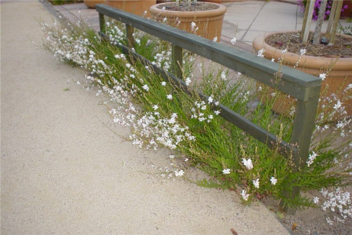 Plant photo of: Gaura lindheimeri