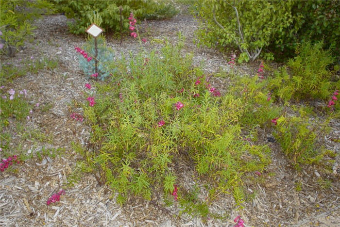 Plant photo of: Penstemon X gloxiniodes