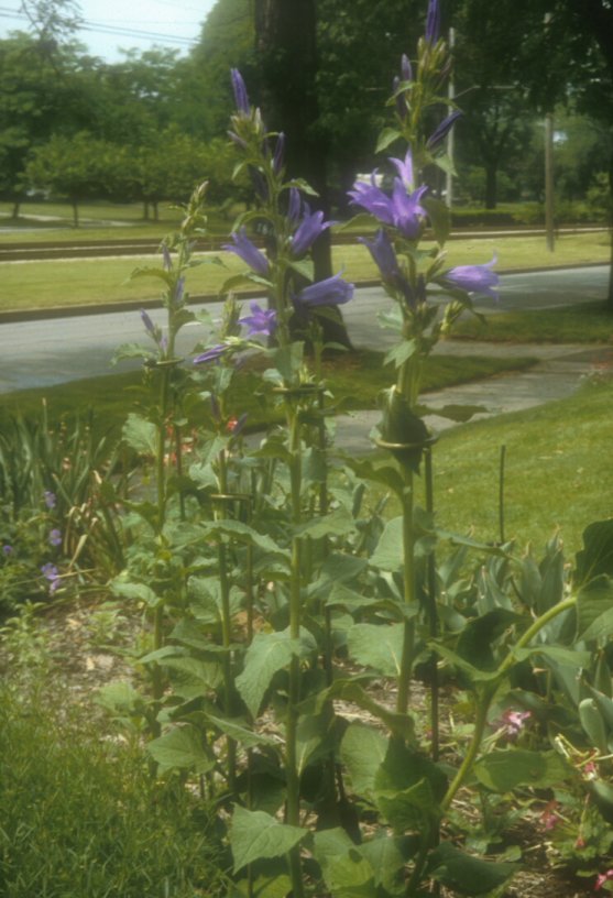 Plant photo of: Campanula lactifolia