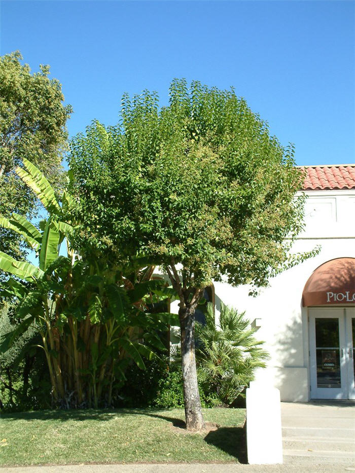 Plant photo of: Ligustrum japonicum 'Texanum'