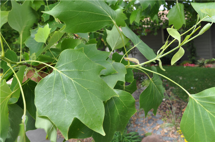 Plant photo of: Liriodendron tulipifera