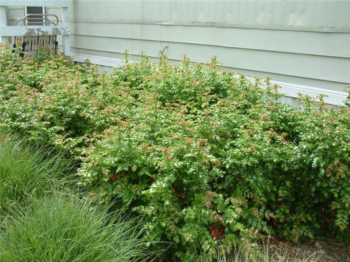 Plant photo of: Mahonia aquifolium