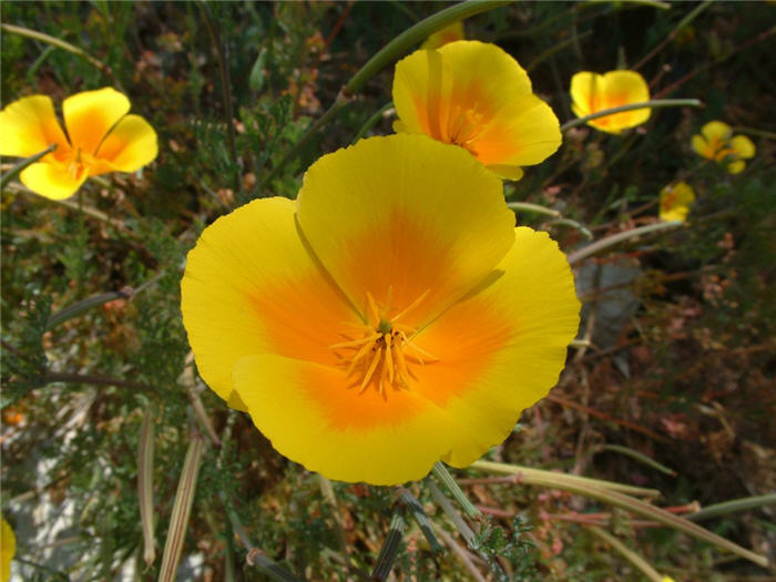 Plant photo of: Eschscholzia californica