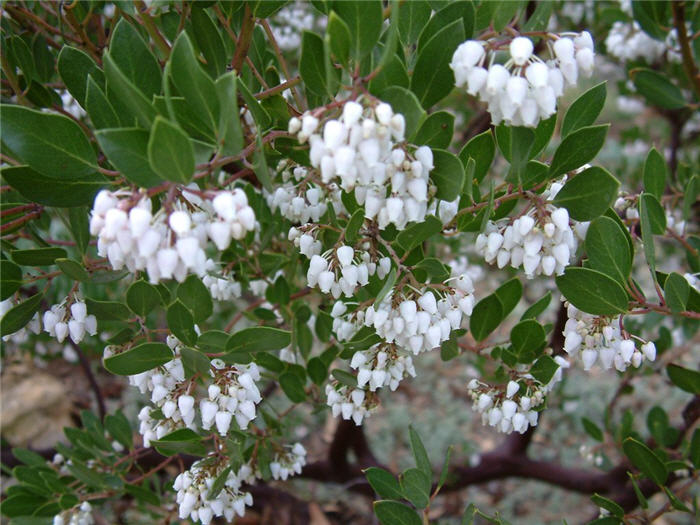 Plant photo of: Arctostaphylos densiflora 'Howard McMinn