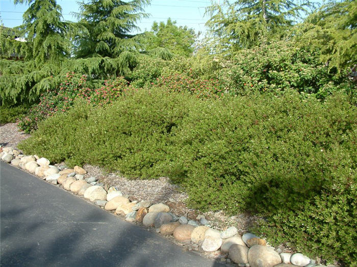 Plant photo of: Arctostaphylos densiflora 'Howard McMinn