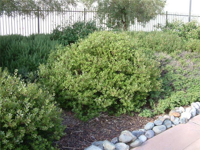 Plant photo of: Arctostaphylos densiflora 'Howard McMinn