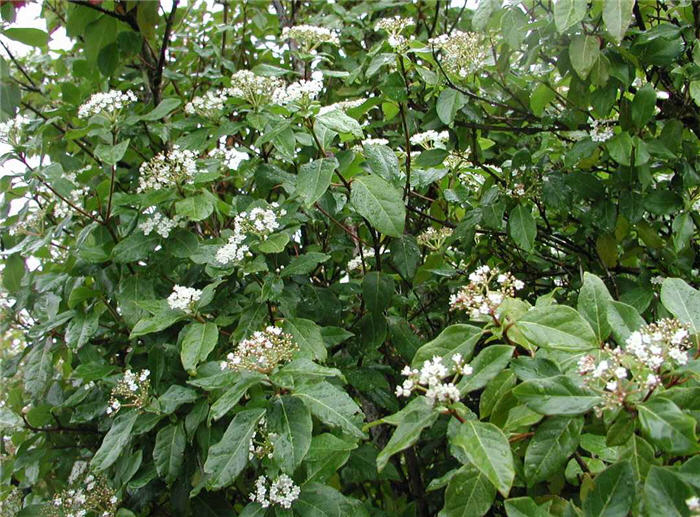 Plant photo of: Viburnum tinus