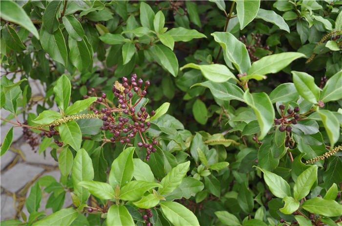 Plant photo of: Viburnum tinus