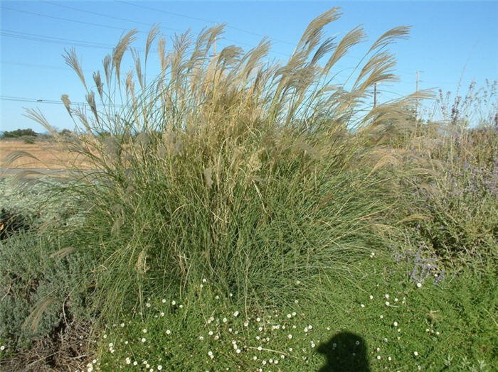 Plant photo of: Miscanthus sinensis 'Gracillimus'