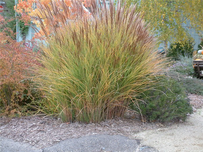 Plant photo of: Miscanthus sinensis 'Gracillimus'