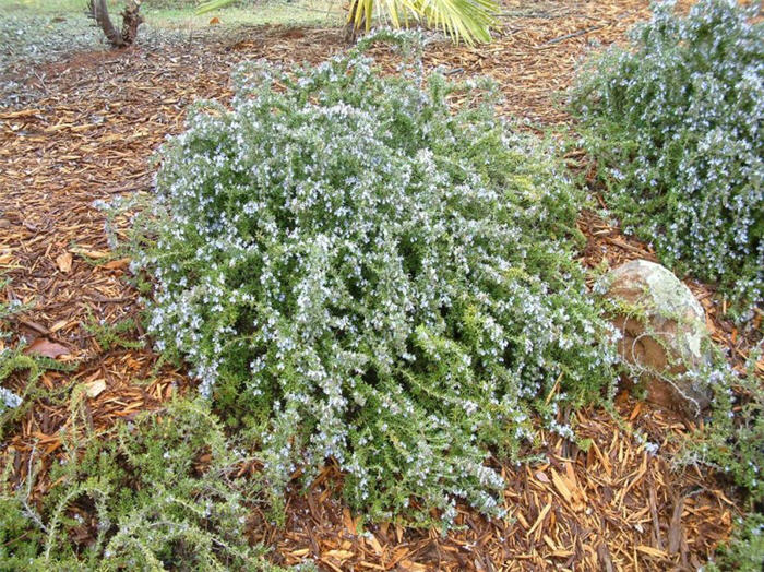 Plant photo of: Rosmarinus officinalis