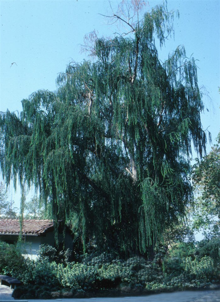 Plant photo of: Salix babylonica