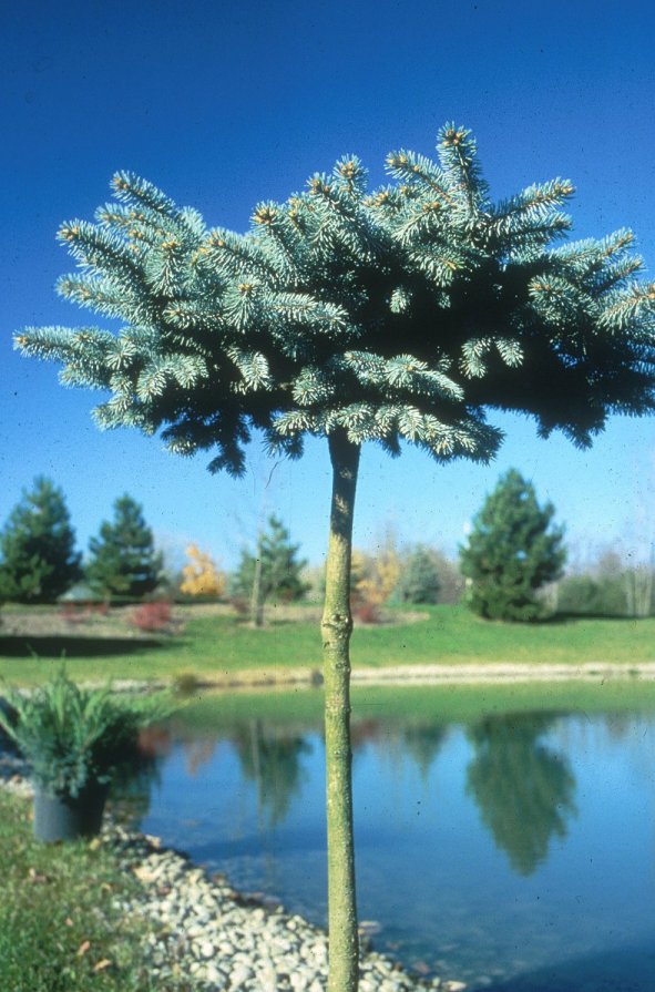 Plant photo of: Picea pungens 'Glauca'