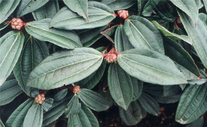 Plant photo of: Viburnum davidii